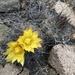 Copiapoa humilis humilis - Photo (c) Matt Berger, some rights reserved (CC BY), uploaded by Matt Berger