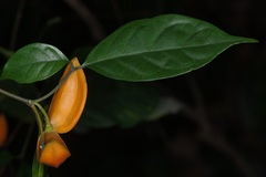 Tabernaemontana pauciflora