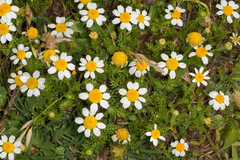 Anthemis secundiramea