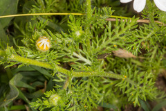 Anthemis secundiramea