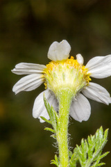 Anthemis secundiramea