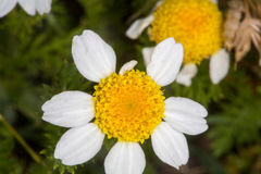 Anthemis secundiramea