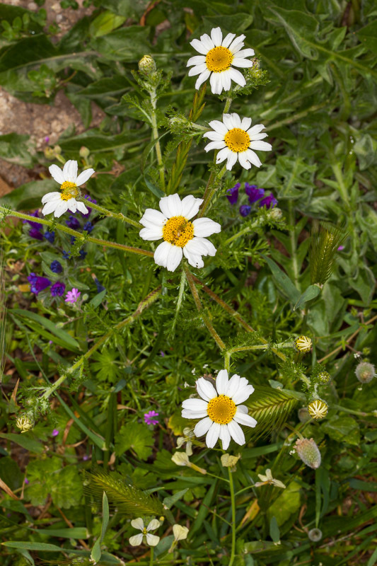 Anacyclus clavatus