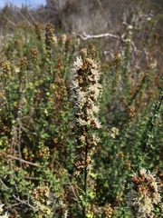 Ophryosporus triangularis