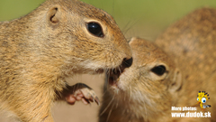 European Ground Squirrel photo 5