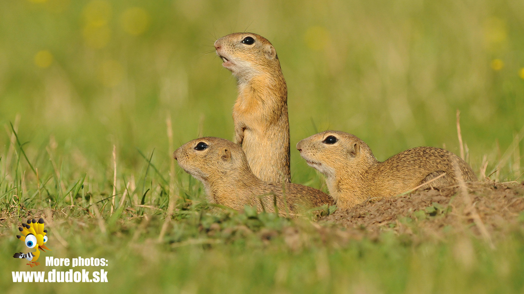 European Ground Squirrel