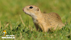 European Ground Squirrel photo 2