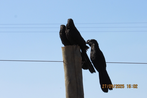 Smooth-billed Ani