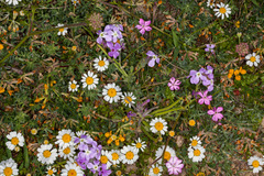 Anthemis maritima