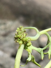 Domeykoa oppositifolia