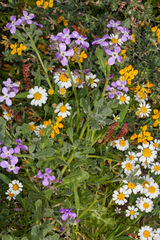 Anthemis maritima