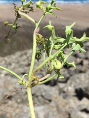 Domeykoa oppositifolia