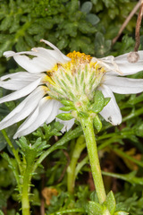 Anthemis maritima