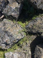Domeykoa oppositifolia