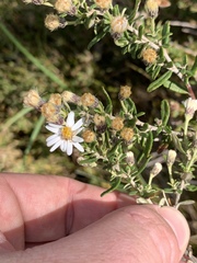 Olearia phlogopappa serrata