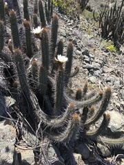 Trichocereus deserticola