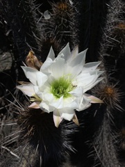 Trichocereus deserticola