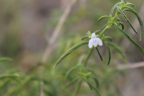 Pogonospermum image