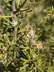 Grevillea australis