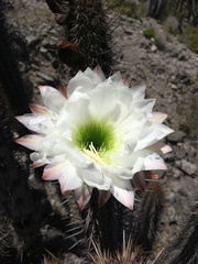 Trichocereus deserticola