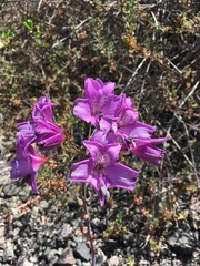 Alstroemeria violacea