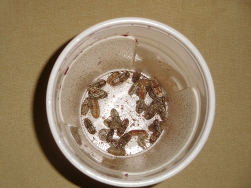 Tylos punctatus punctatus