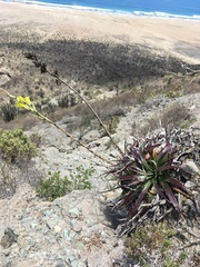 Puya boliviensis