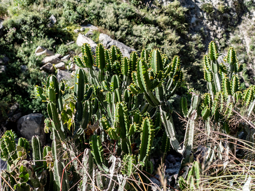 Euphorbia royleana