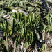Euphorbia royleana - Photo (c) Yaling Lin, alguns direitos reservados (CC BY-NC), uploaded by Yaling Lin