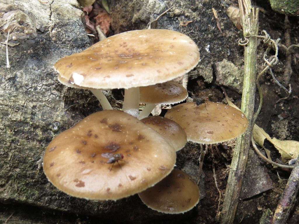 Oudemansiella cubensis · October 2014 · photo: © diogoluiz (iNaturalist, cc-by)