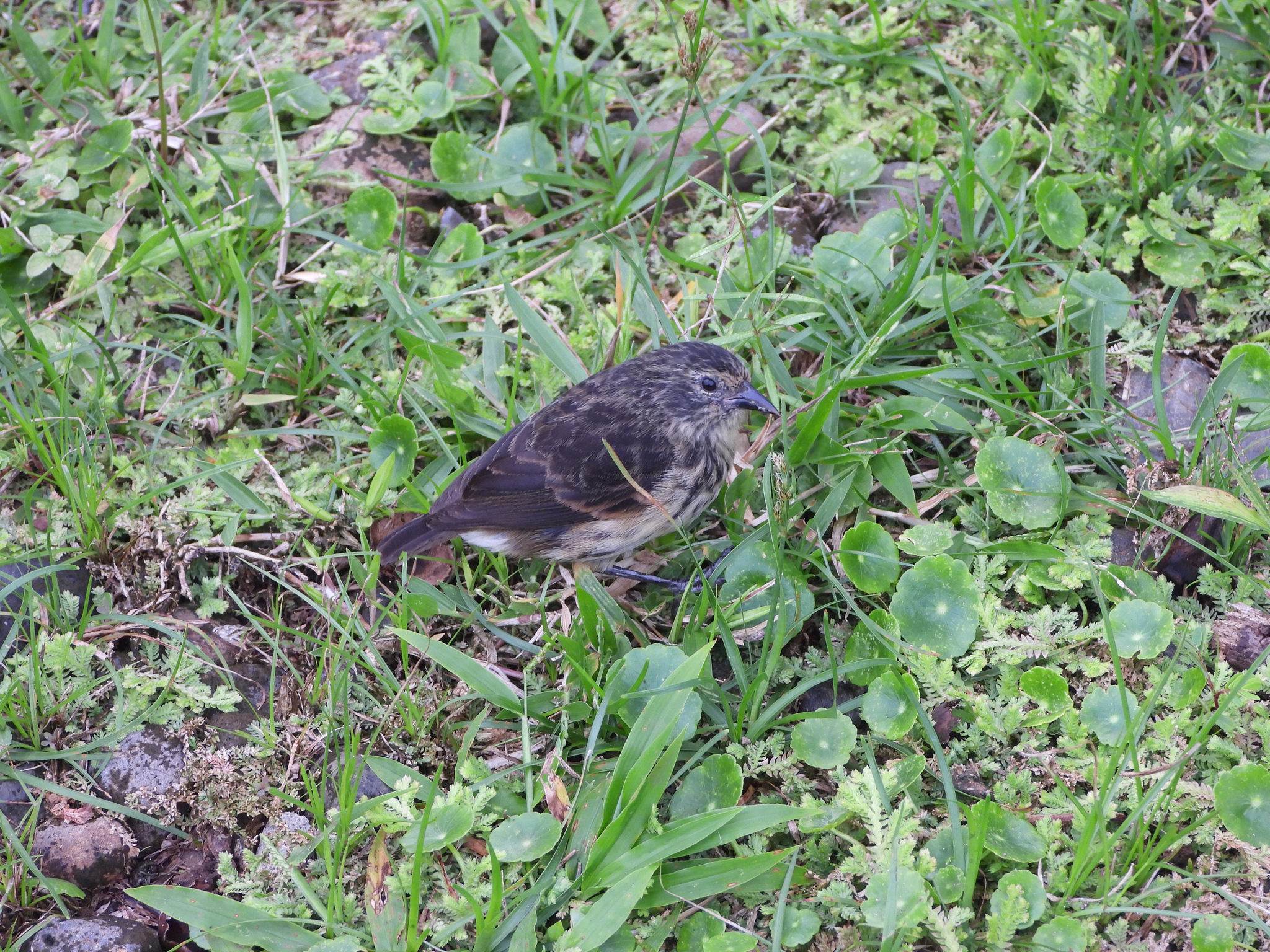 Cocos Finch (Pinaroloxias inornata), photo 1