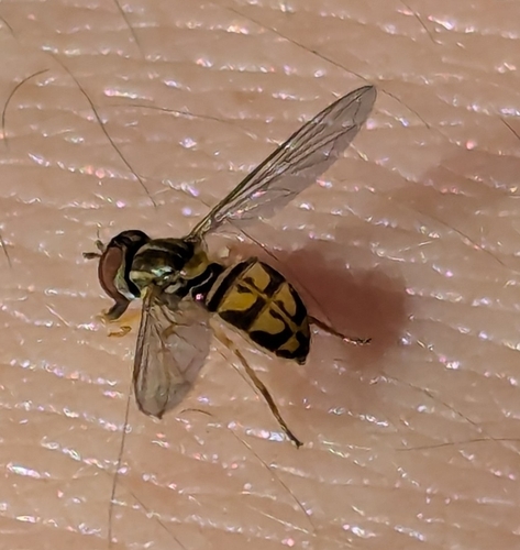 Unknown species found near Wisconsin, US