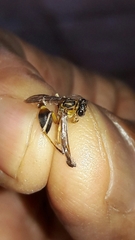 Mischocyttarus cerberus