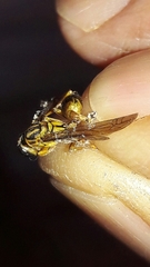 Mischocyttarus cerberus