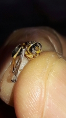 Mischocyttarus cerberus