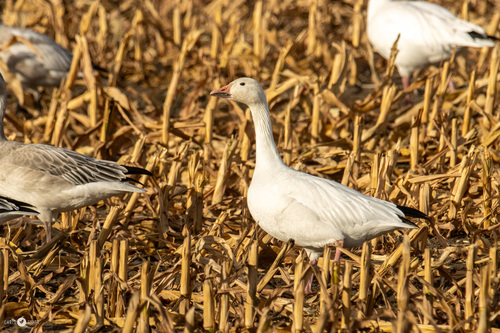 Snow Goose