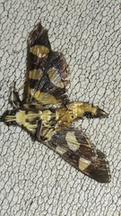 Syngamia