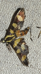 Syngamia