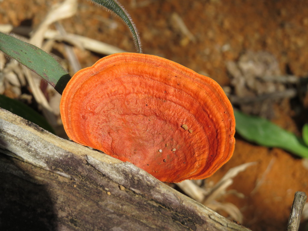 Trametes sanguinea · May 2015 · photo: © diogoluiz (iNaturalist, cc-by)