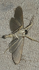 Omiodes simialis