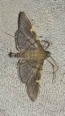 Omiodes simialis