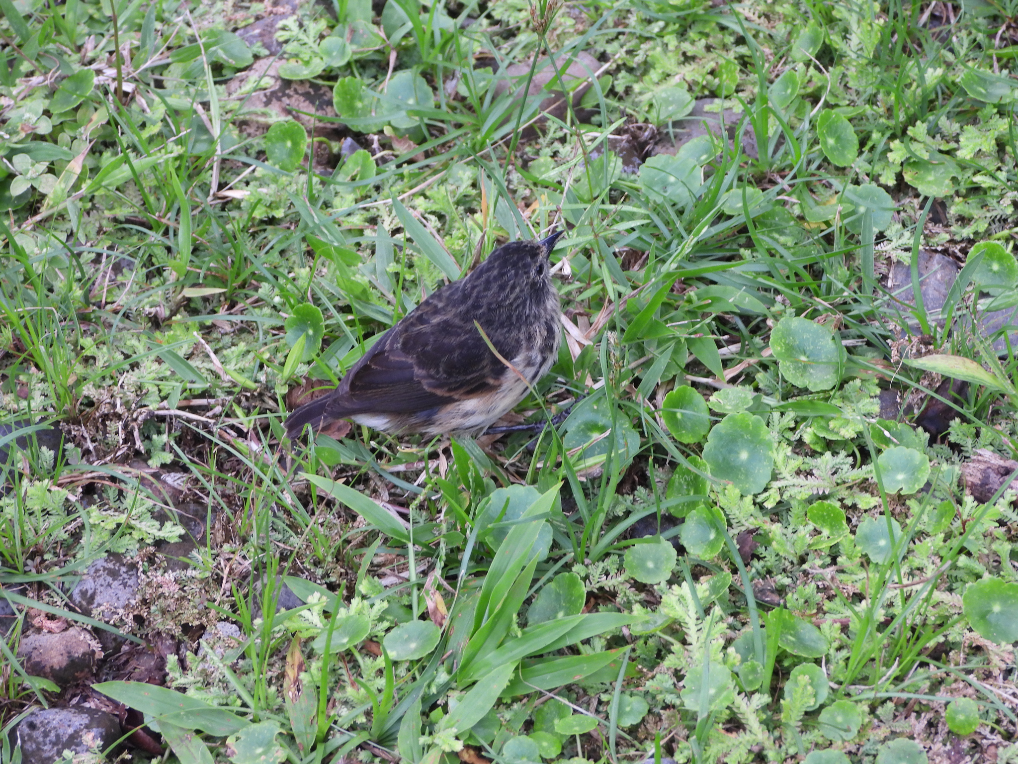 Cocos Finch (Pinaroloxias inornata), photo 2
