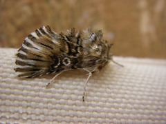 Omphalophana antirrhinii