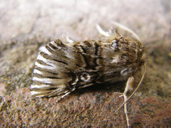 Omphalophana antirrhinii