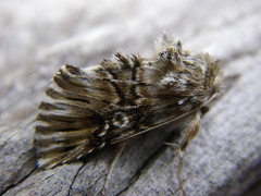 Omphalophana antirrhinii
