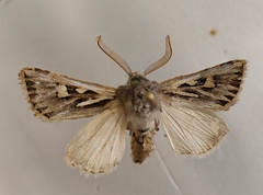 Eucoptocnemis optabilis