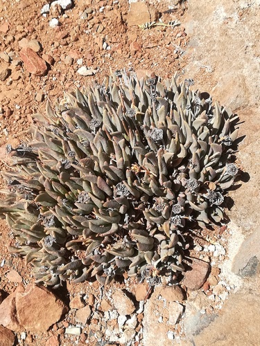 Hereroa calycina L.Bolus