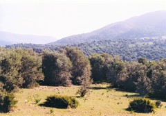 Olea europaea europaea