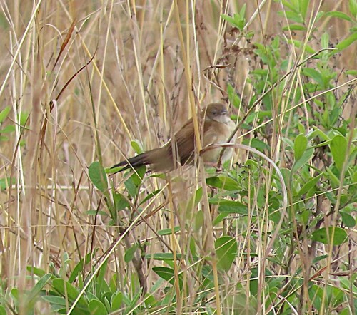 Fan-tailed Grassbird (Catriscus brevirostris), photo 1