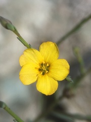 Linaceae